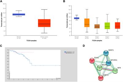 Methylenetetrahydrofolate reductase polymorphic variants C677T and A1298C in rectal cancer in Slavic population: significance for cancer risk and response to chemoradiotherapy